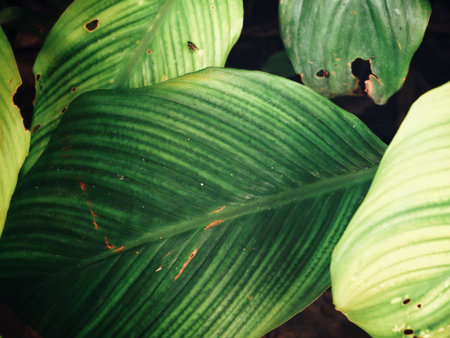 Green leaves