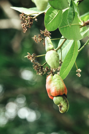Cashew nuts on treeの写真素材