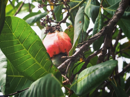 Cashew nuts on treeの写真素材