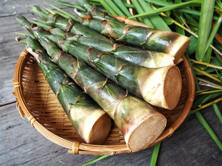 Bamboo shootの写真素材