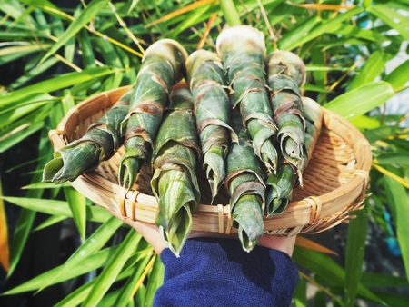 Bamboo shoot on handの写真素材