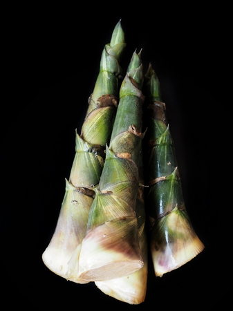 Bamboo shoot on black backgroundの写真素材
