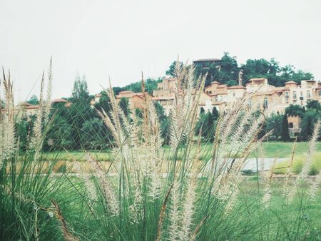 Grass flowers with cityの写真素材