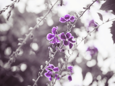 Purple flowersの写真素材