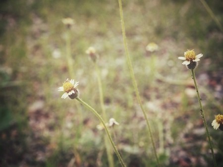 Grass flowersの写真素材