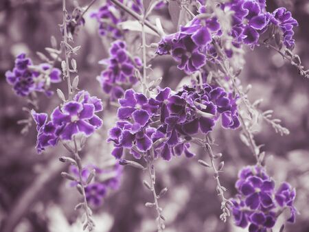 Purple flowersの写真素材