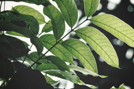 Green leaves
