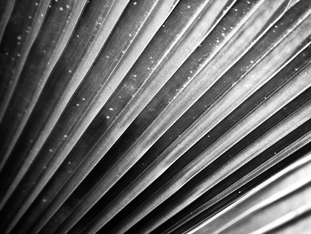 Black and white palms leaves backgroundの写真素材