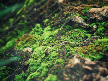 Green mossの写真素材