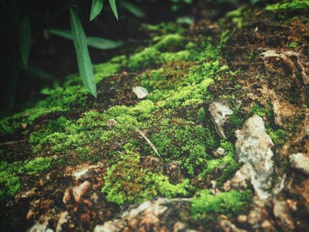 Green mossの写真素材