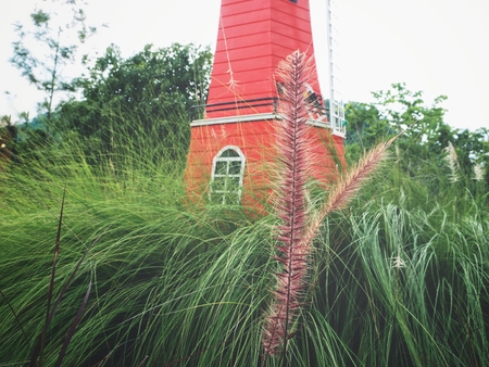 Grass flowersの写真素材