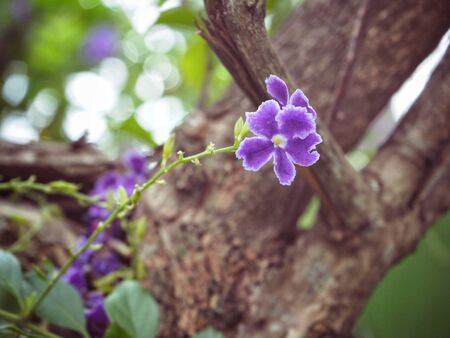 Purple flowersの写真素材