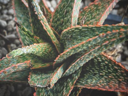 Aloe veraの写真素材