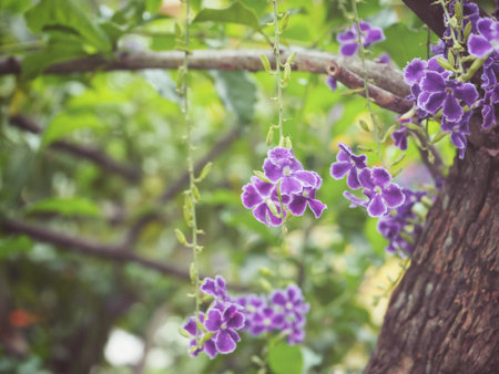 Purple flowersの写真素材