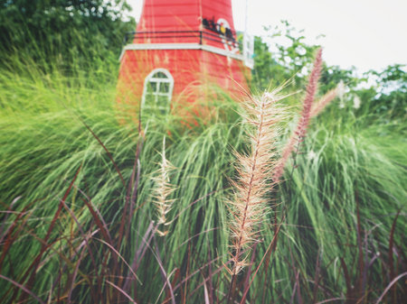 Grass flowersの写真素材