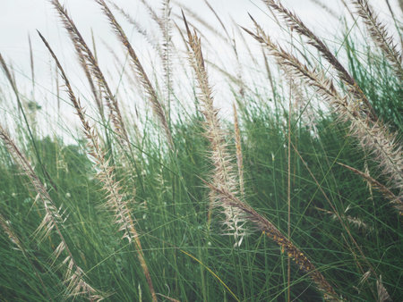 Grass flowers