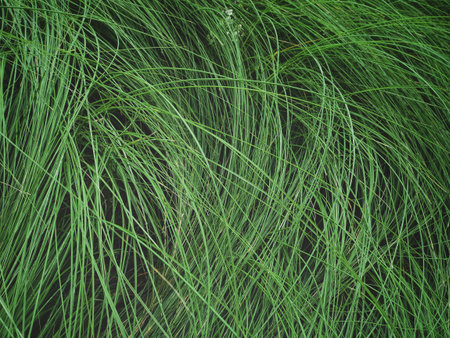 Grass backgroundの写真素材
