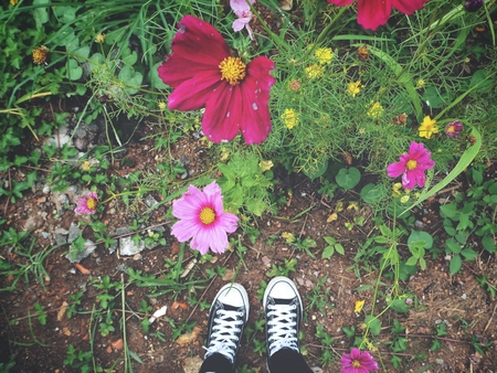 Selfie of sneakers with pink cosmos flowersの写真素材