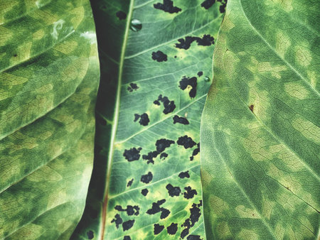 Green leaves background