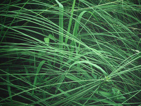 Grass backgroundの写真素材