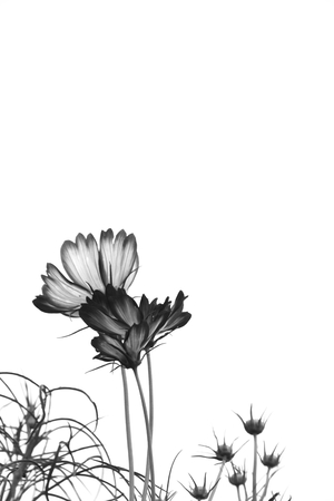 Black and white cosmos flowersの写真素材
