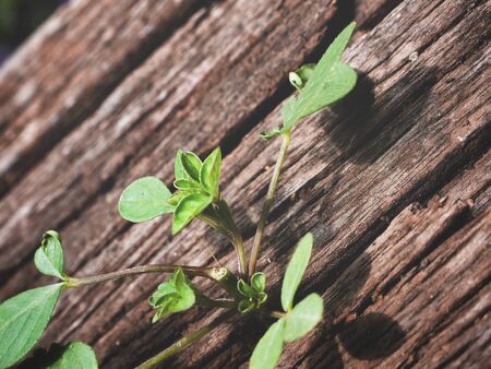 Plant on woodの写真素材