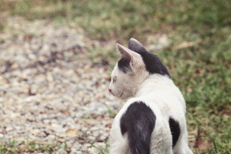 Kitten catの写真素材