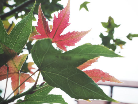 Maple tree