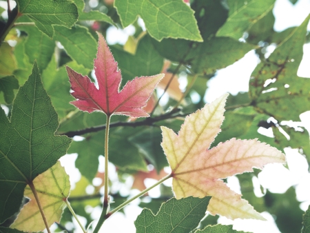 Maple treeの写真素材