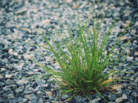 Plant on stoneの写真素材