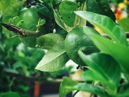 Lemon on treeの写真素材