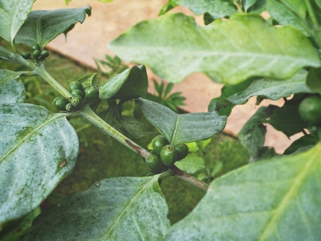 Coffee beans on the treeの写真素材