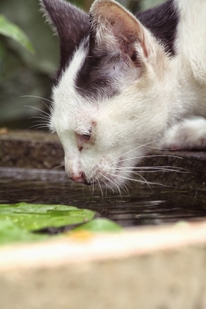Cat eating waterの写真素材