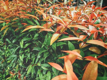 Red leavesの写真素材