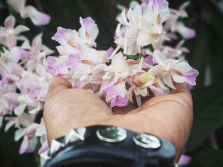 Orchid flowers on handの写真素材