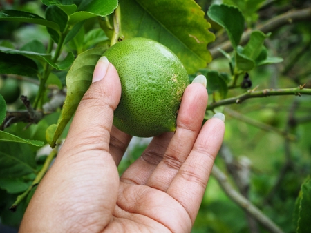 Lemon with handの写真素材