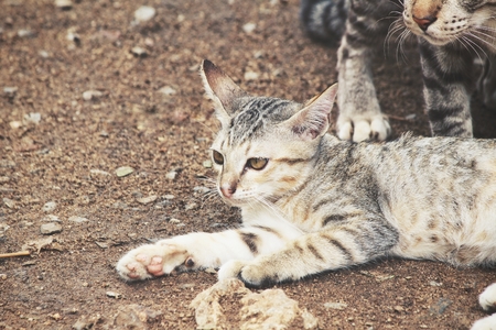 Kitten catの写真素材
