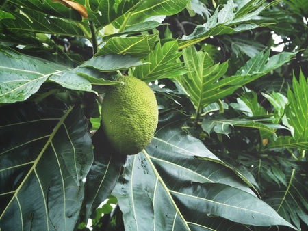 Breadfruit on the treeの写真素材