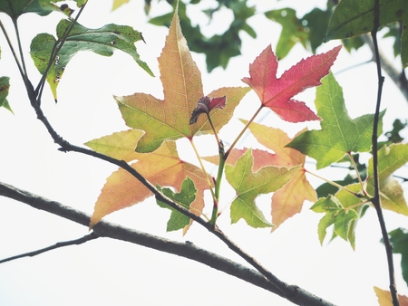 Maple treeの写真素材