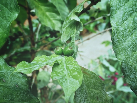 Coffee beans on the treeの写真素材