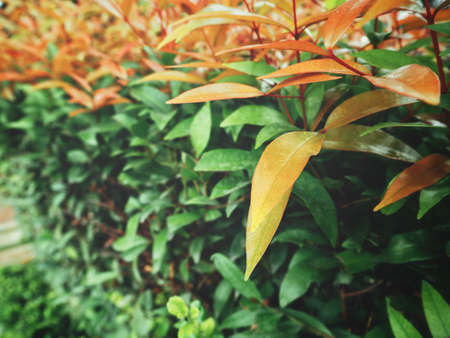 Red leavesの写真素材