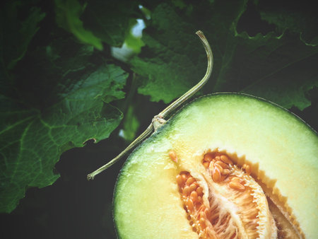Cantaloupe melon