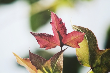 Maple treeの写真素材