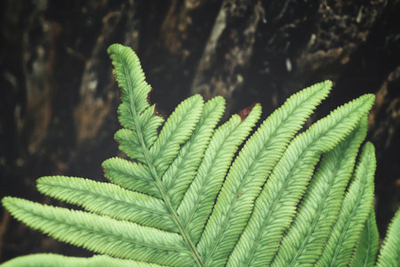 Fern leavesの写真素材