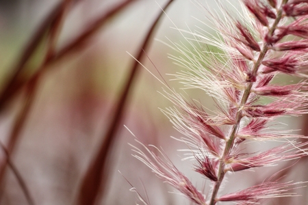 Grass flowersの写真素材