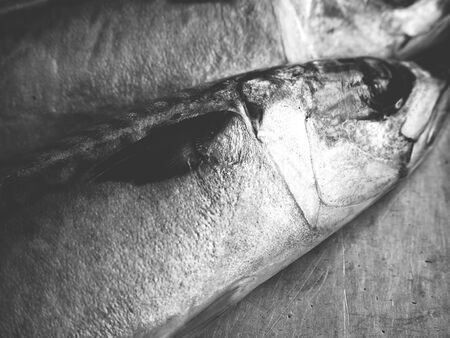 Mackerel fishの写真素材