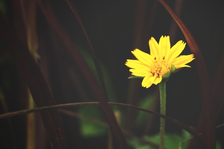 Daisy flowers - yellow flowersの写真素材