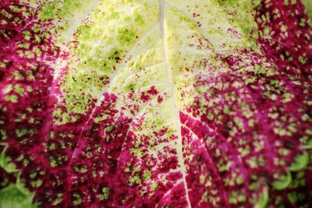 Red leaves backgroundの写真素材