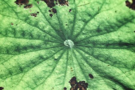 Fern leavesの写真素材