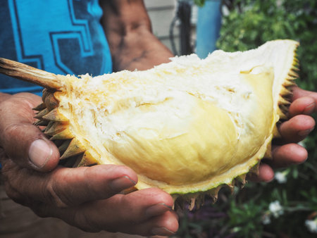 Durianの写真素材